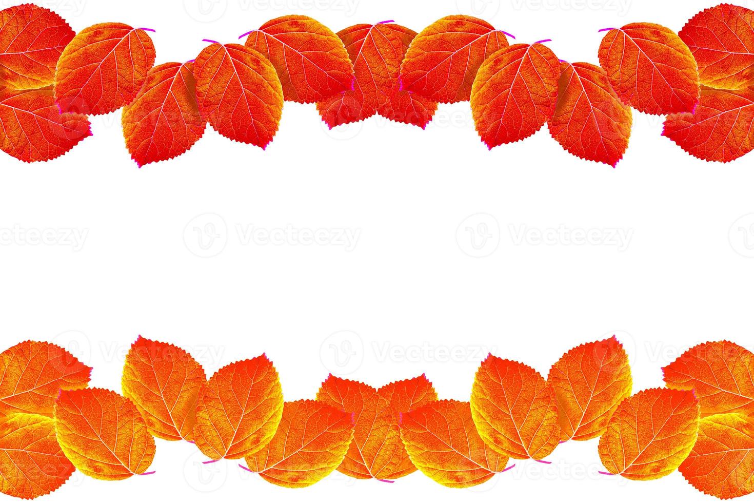 Bright colorful autumn leaves photo