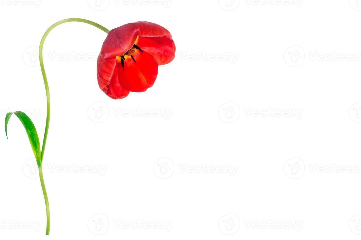 spring flowers tulips photo