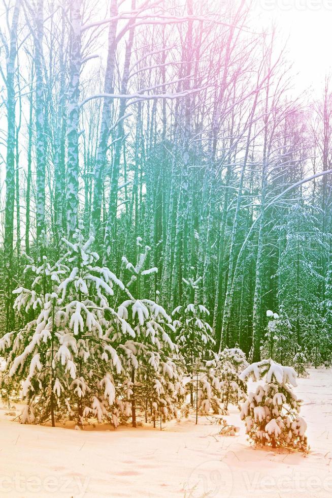 Frozen winter forest with snow covered trees. photo