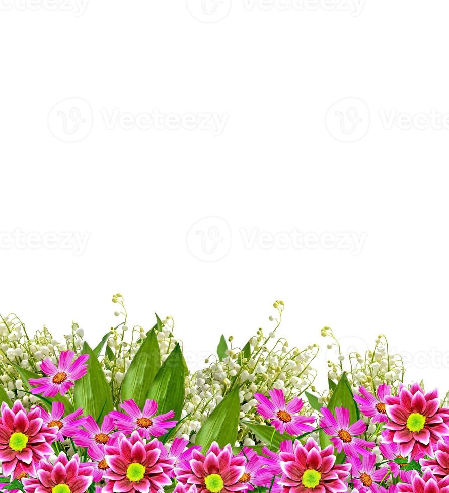 Cosmos flowers isolated on white background. photo