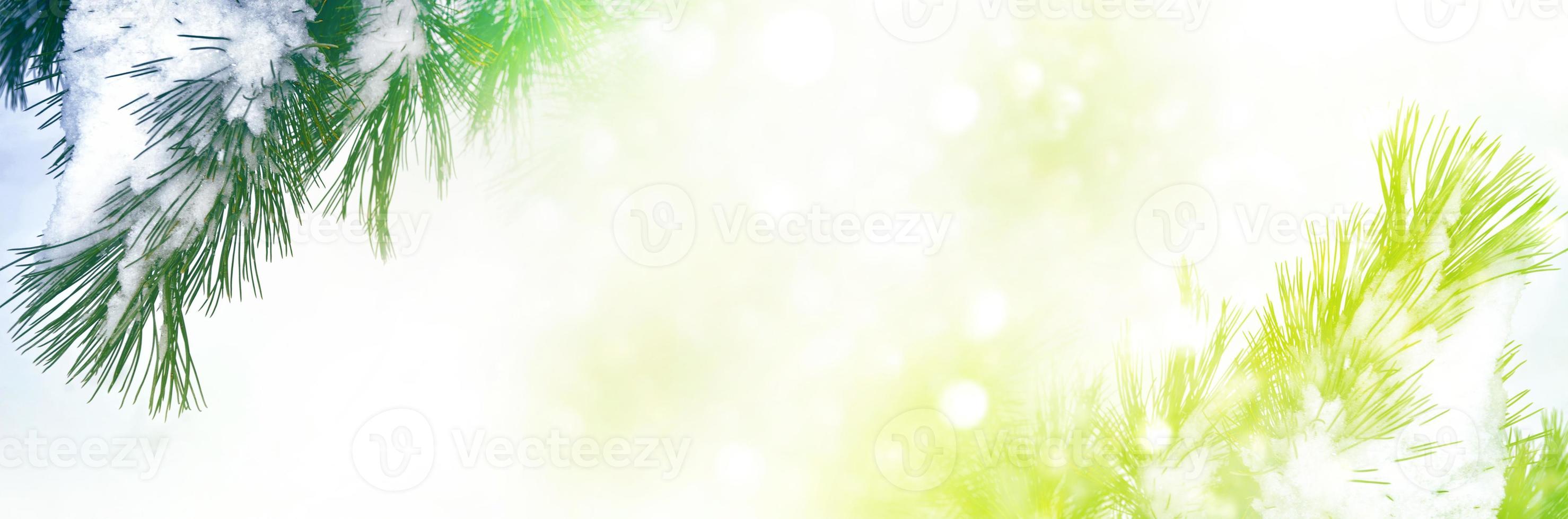 Blurred christmas background. Trees in the snow. Winter Forest photo