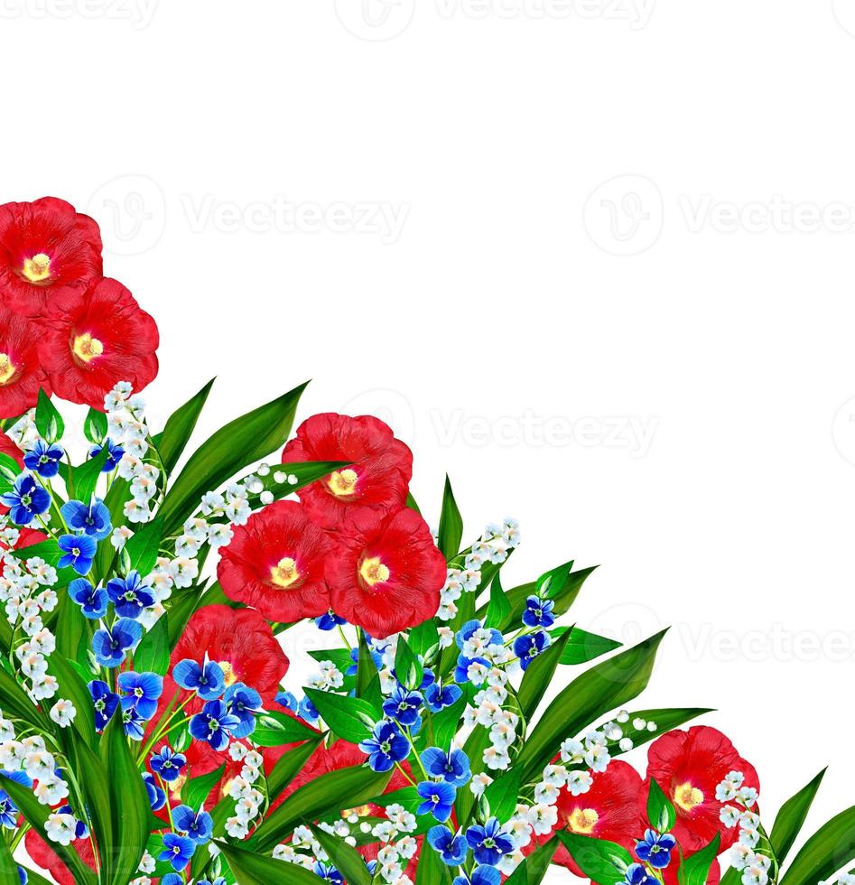 mallow flowers isolated on white background photo