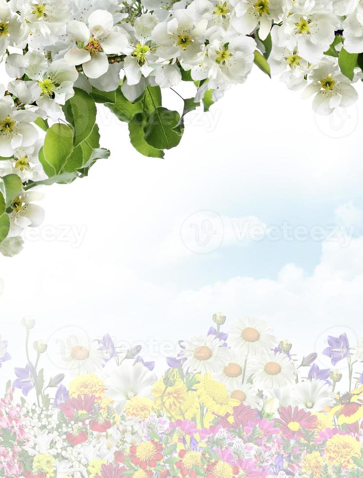 Branch of the cherry blossoms against the blue sky with clouds photo