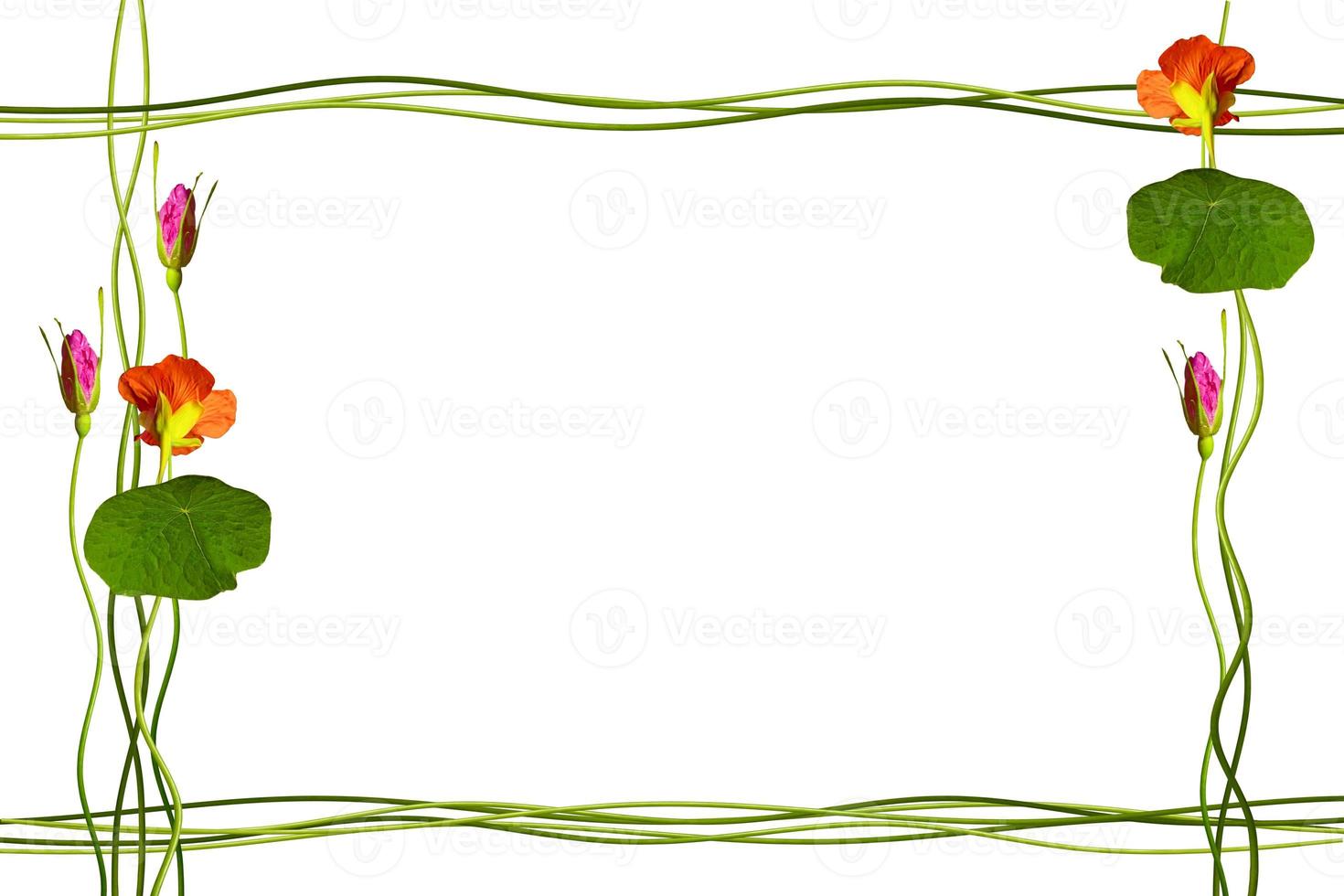 The buds of flowers roses. Holiday card photo
