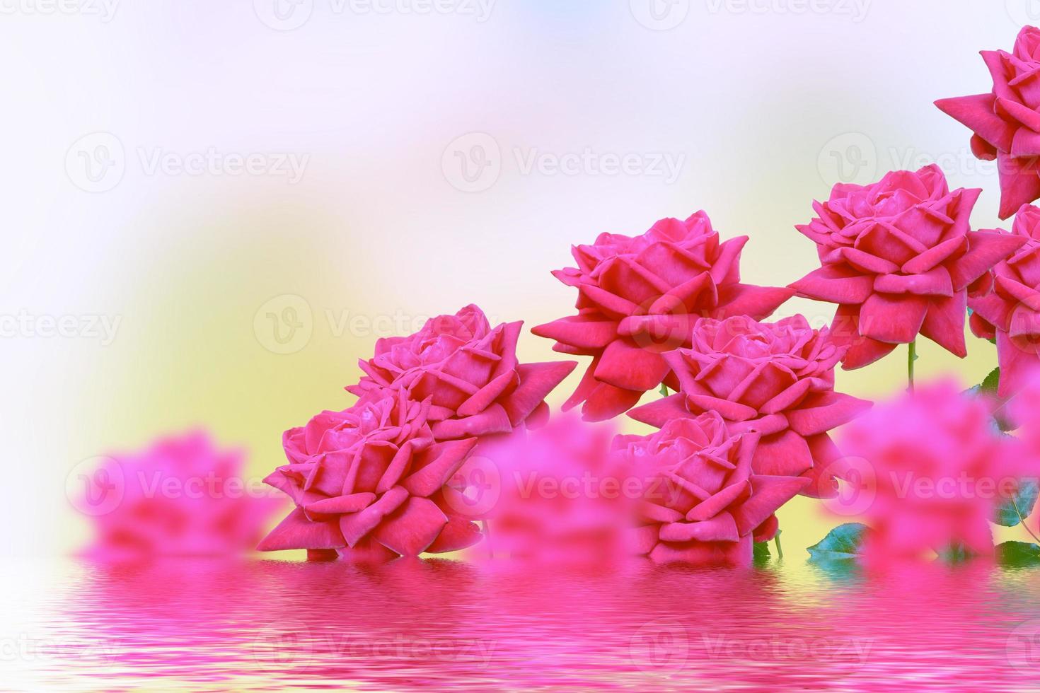 Bright colorful flower rose photo