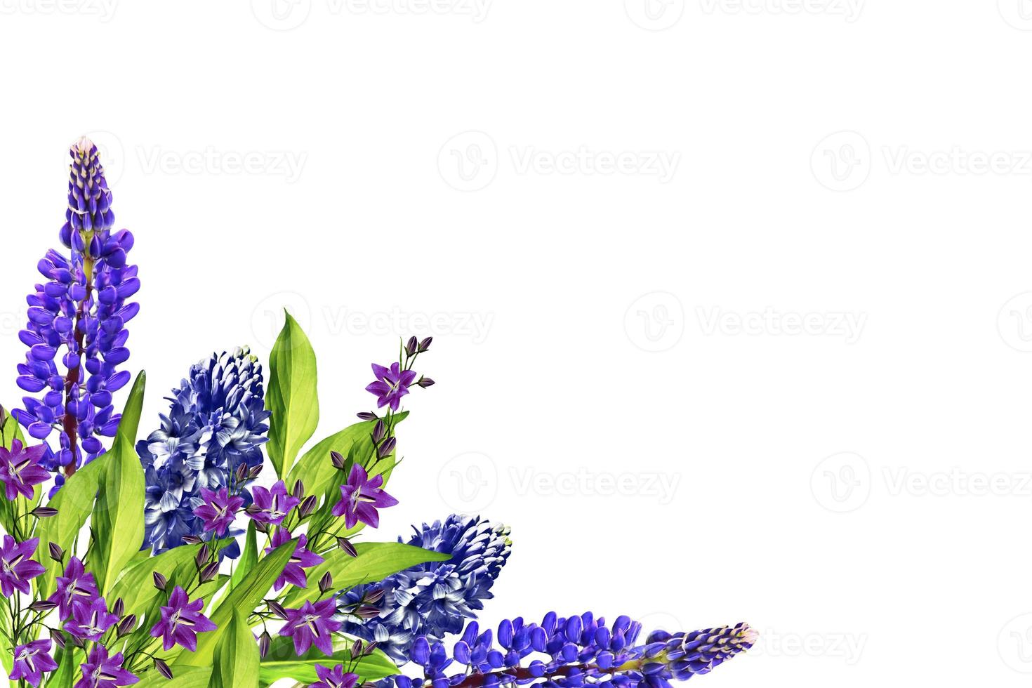 Blue lupines beautiful flowers on a white background photo