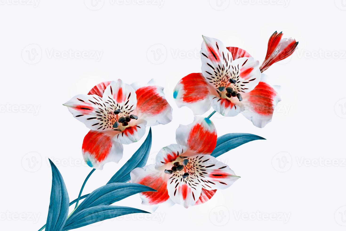 Colorful bright flowers Alstroemeria on a white background. photo