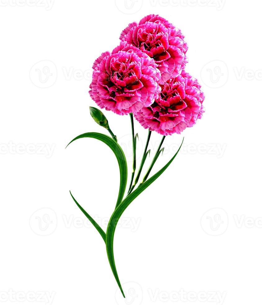 Bouquet of flowers carnation. photo
