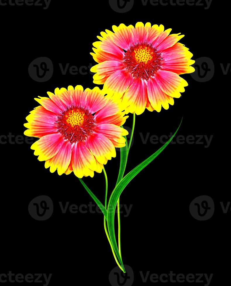 Bouquet of colorful flowers of Gaillardia. delicate flowers isolated on black background photo