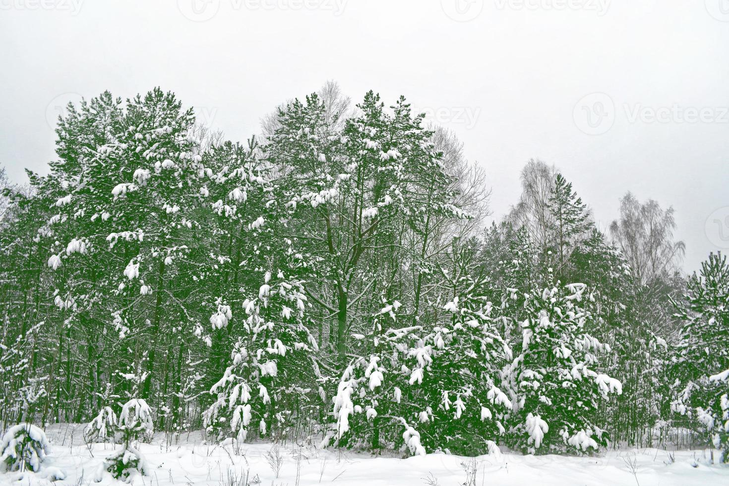 bosque en la escarcha. paisaje de invierno árboles cubiertos de nieve. foto