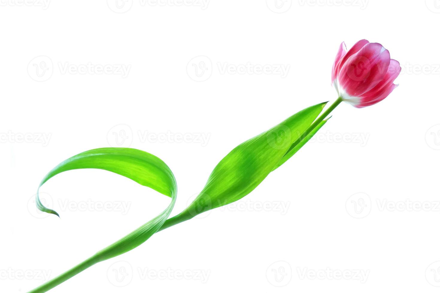 spring flowers tulips photo
