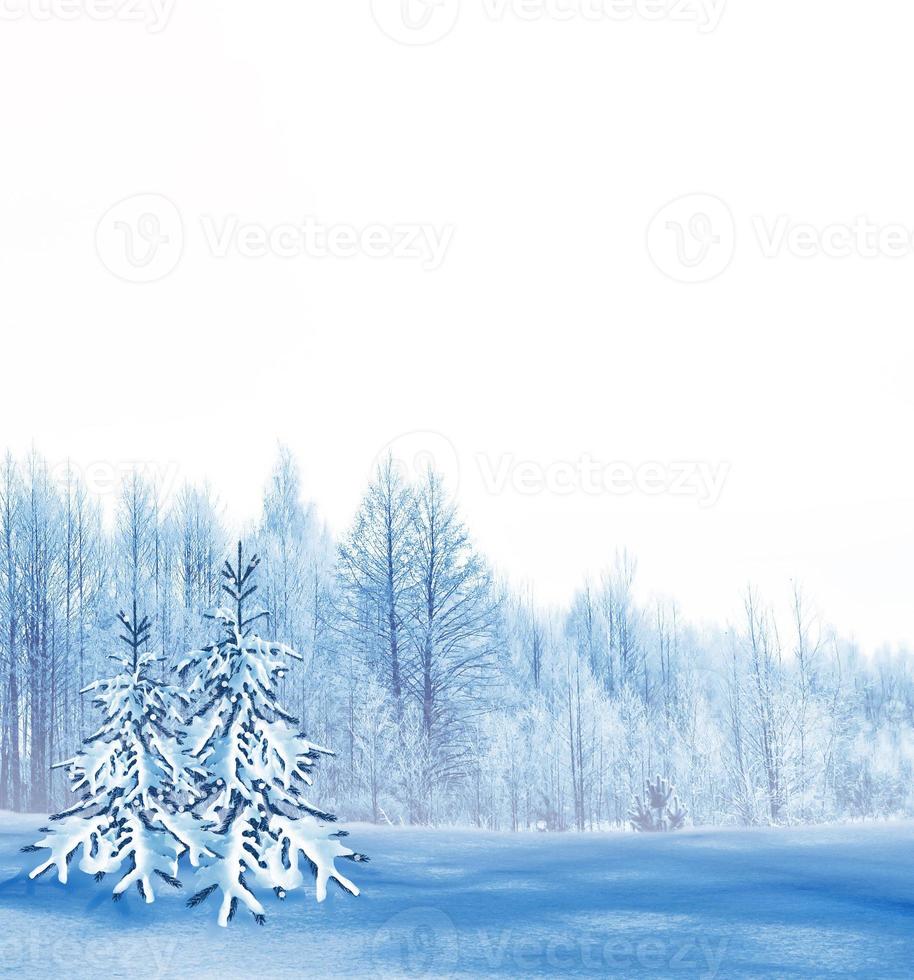 Frozen winter forest with snow covered trees. photo