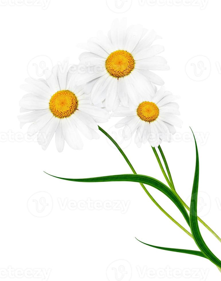 daisies summer white flower isolated on white background photo