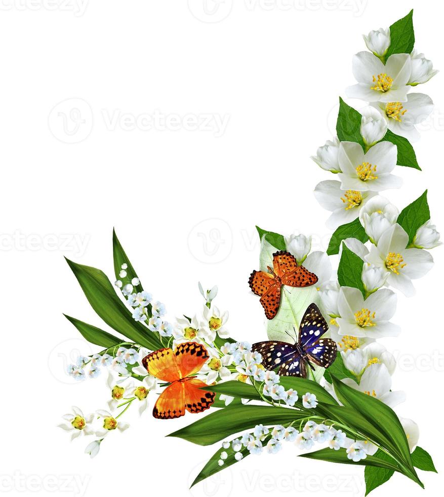 branch of jasmine flowers isolated on white background photo