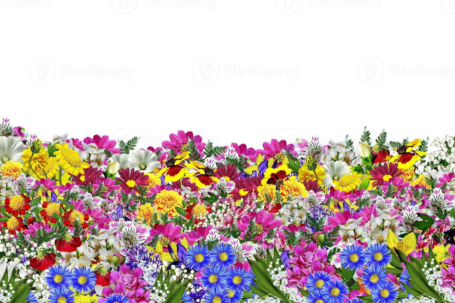 flowers isolated on white background photo