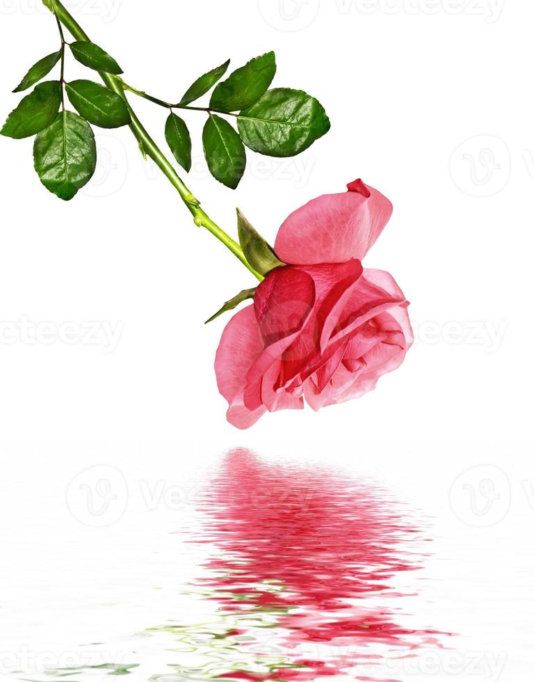 The buds of flowers roses. photo