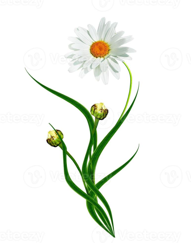 daisies summer white flower isolated on white background photo