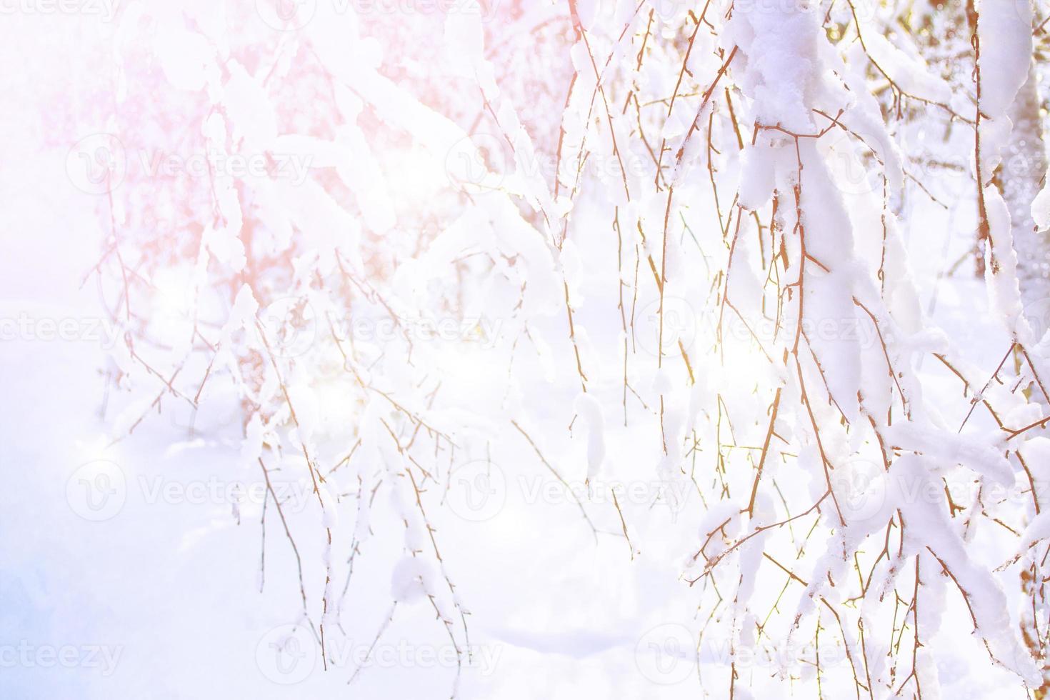 Frozen winter forest with snow covered trees. photo