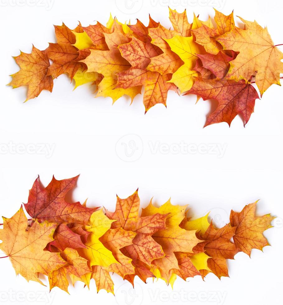 Bright colorful autumn leaves photo