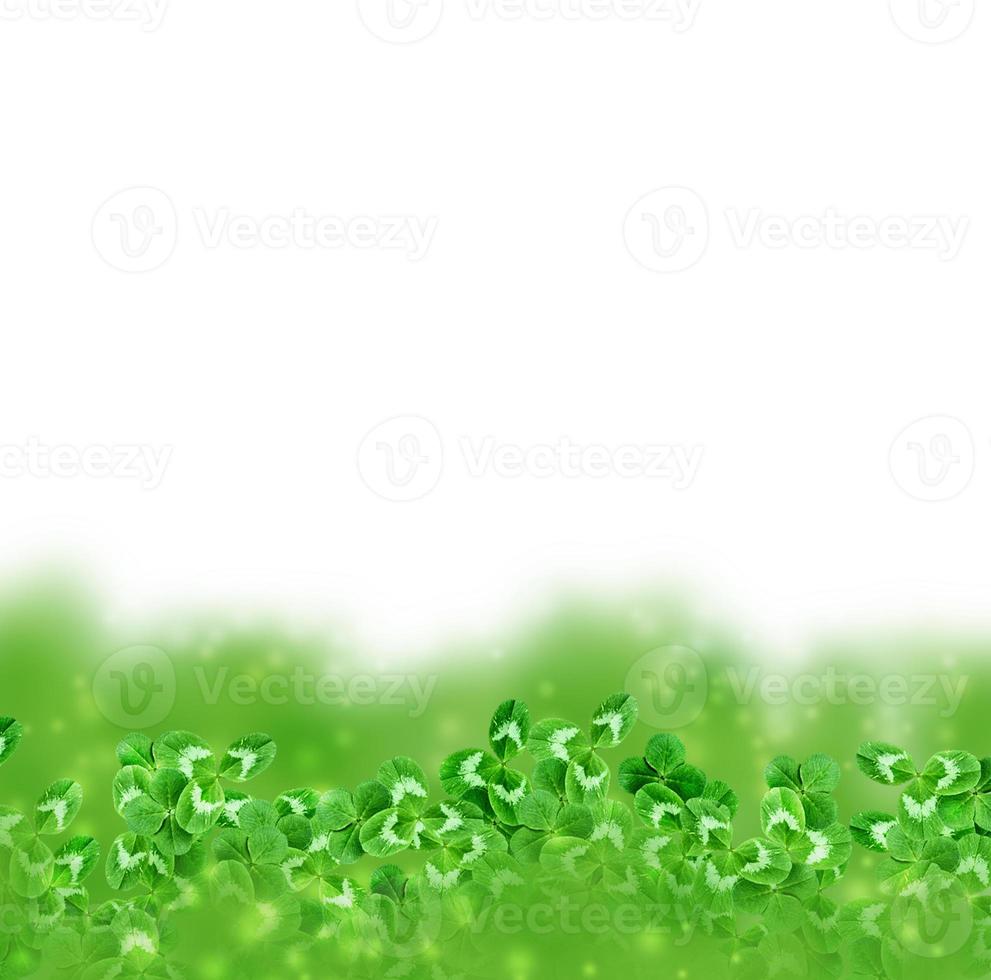 green clover leaves isolated on white background. St.Patrick 's Day photo