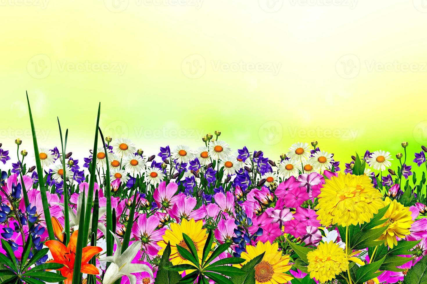 field daisy flowers and bells photo