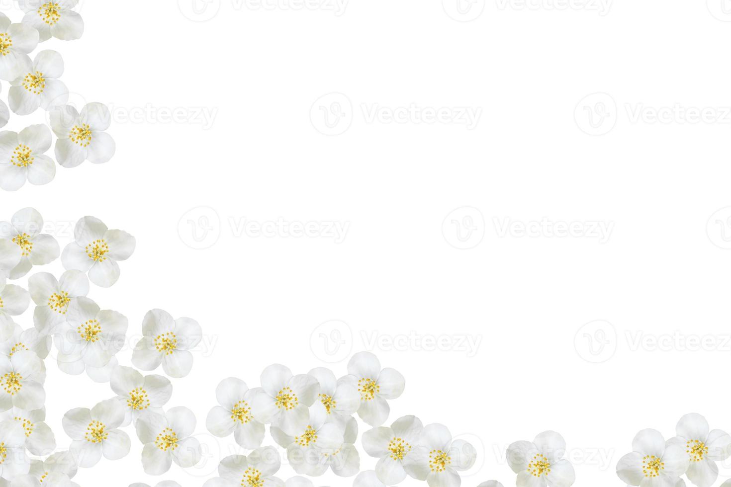 branch of jasmine flowers isolated on white background photo