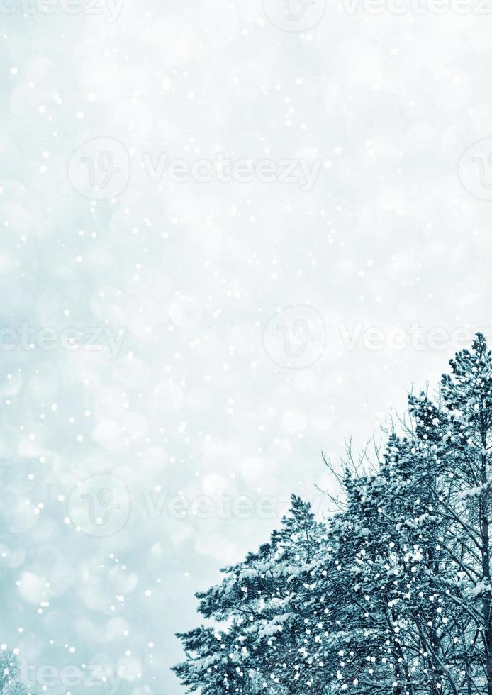 Frozen winter forest with snow covered trees. photo