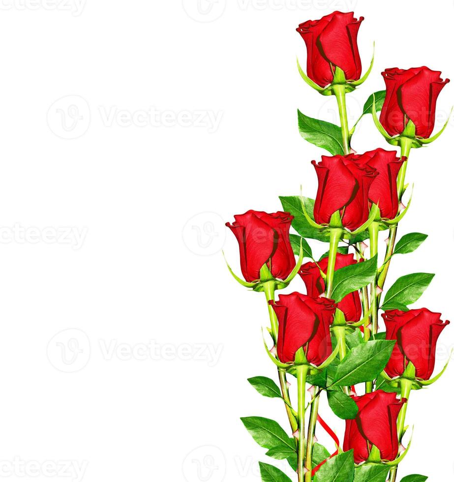The buds of flowers roses. photo