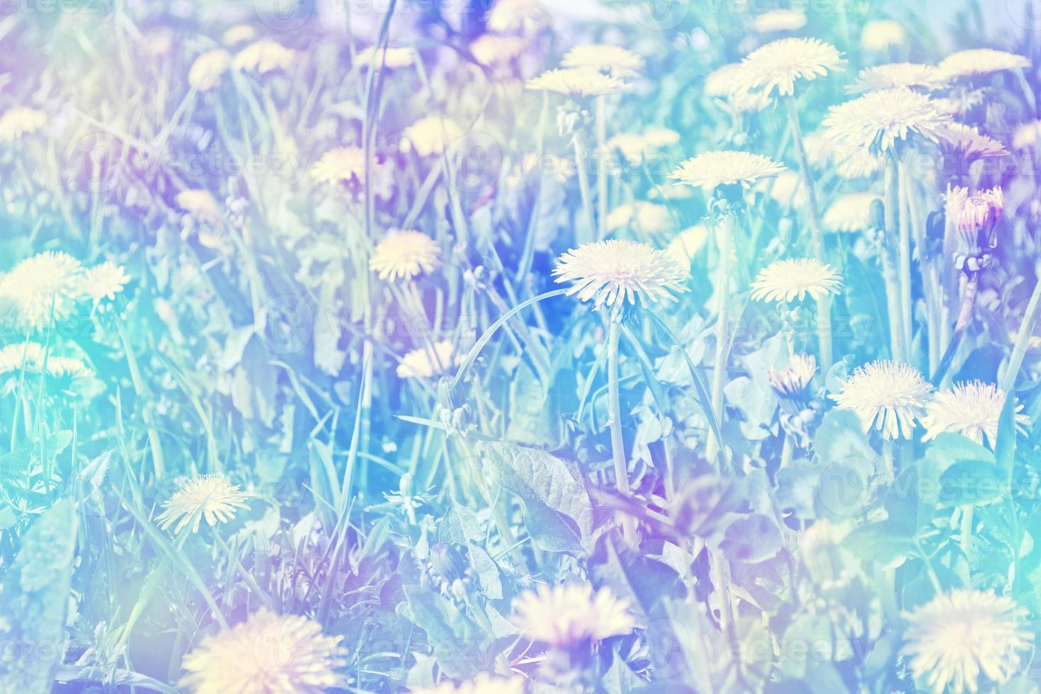 Fluffy dandelion flower against the background of the summer landscape. photo