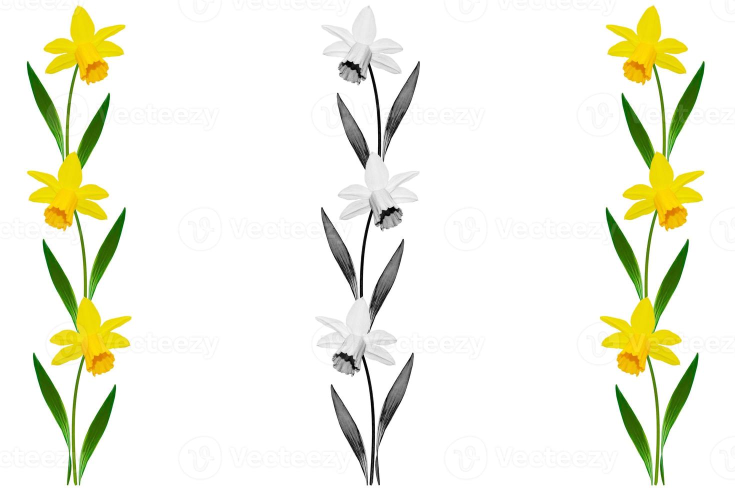 spring flowers narcissus isolated on white background photo