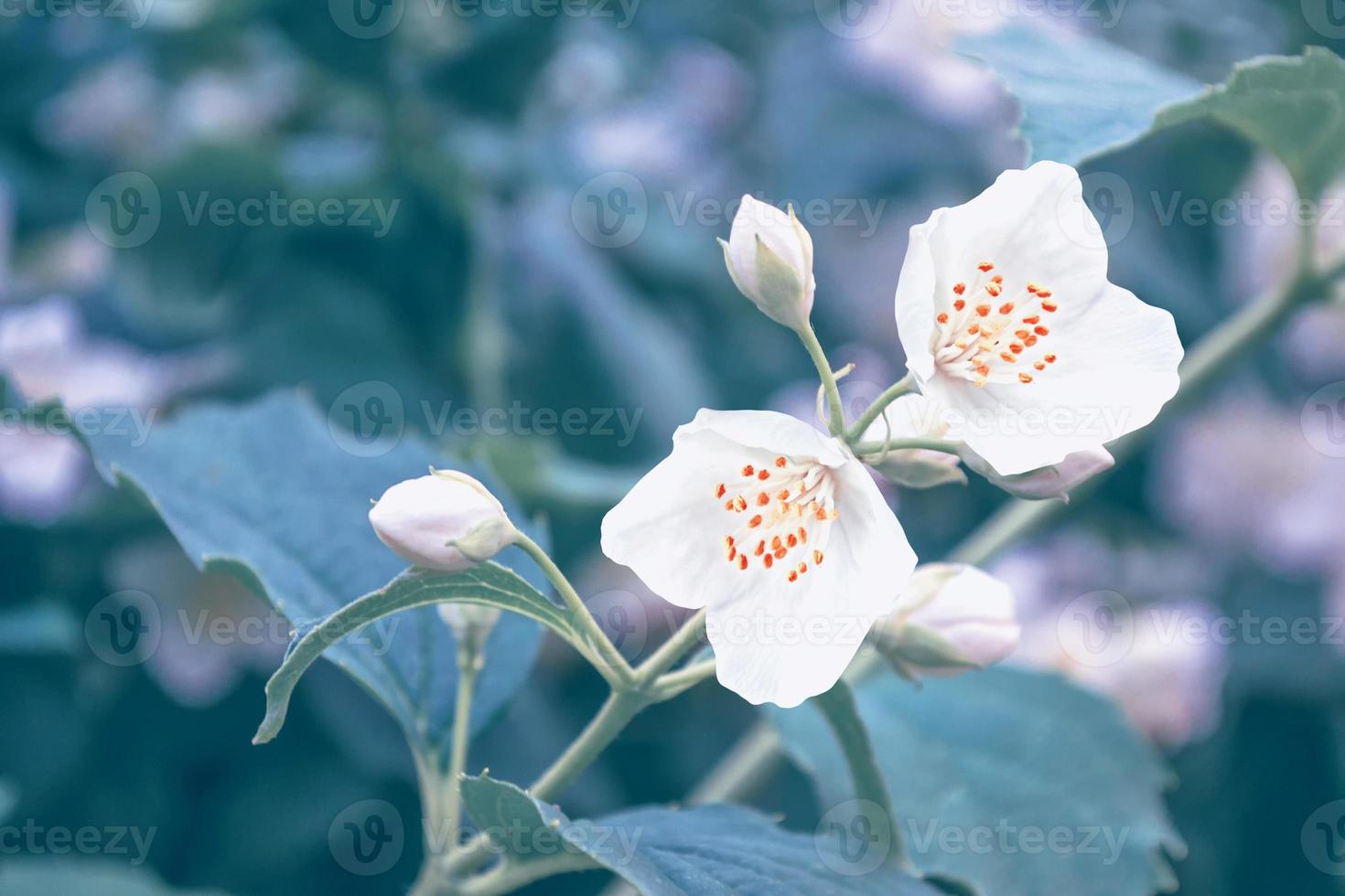 White jasmine The branch delicate spring flowers photo