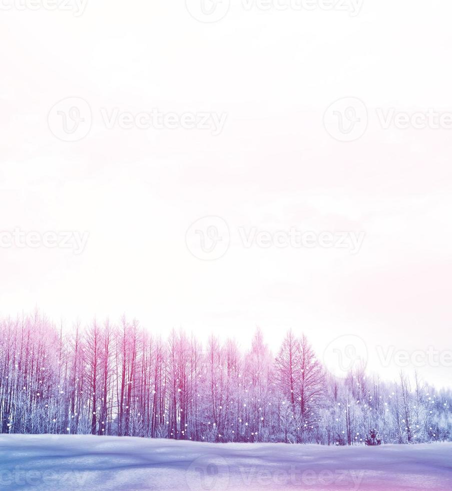 Frozen winter forest with snow covered trees. photo