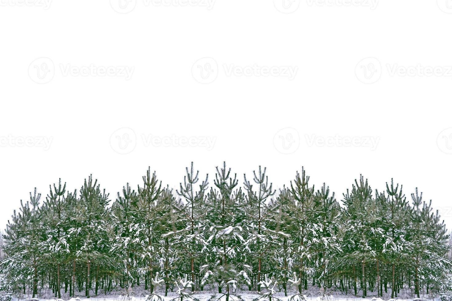 The branches of the snow covered tree Christmas tree photo