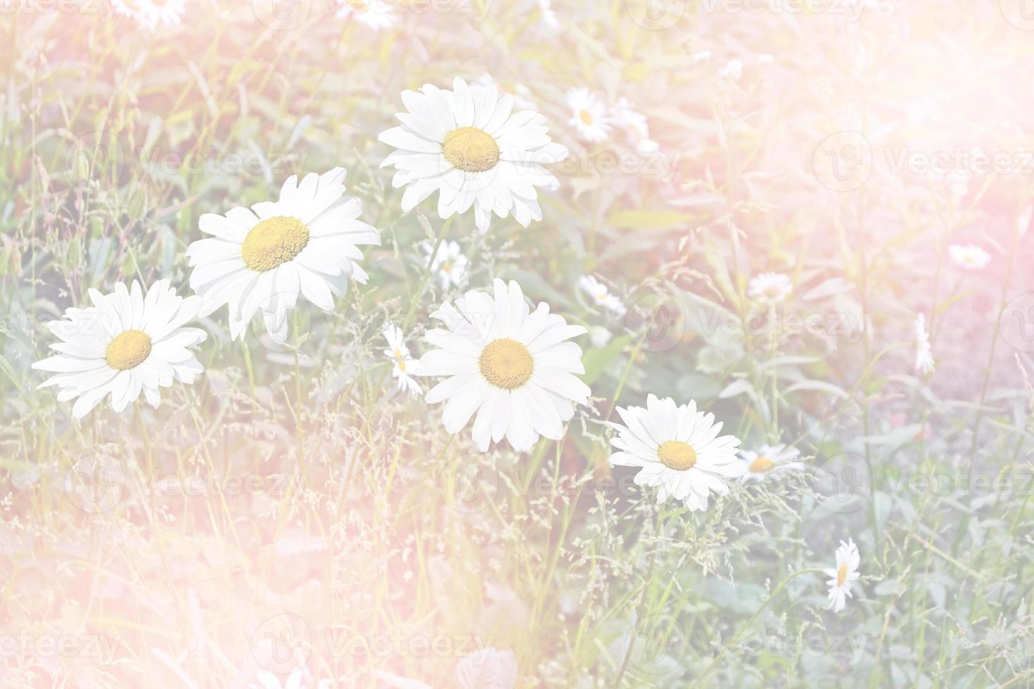 Wildflowers daisies. white chamomile flowers photo