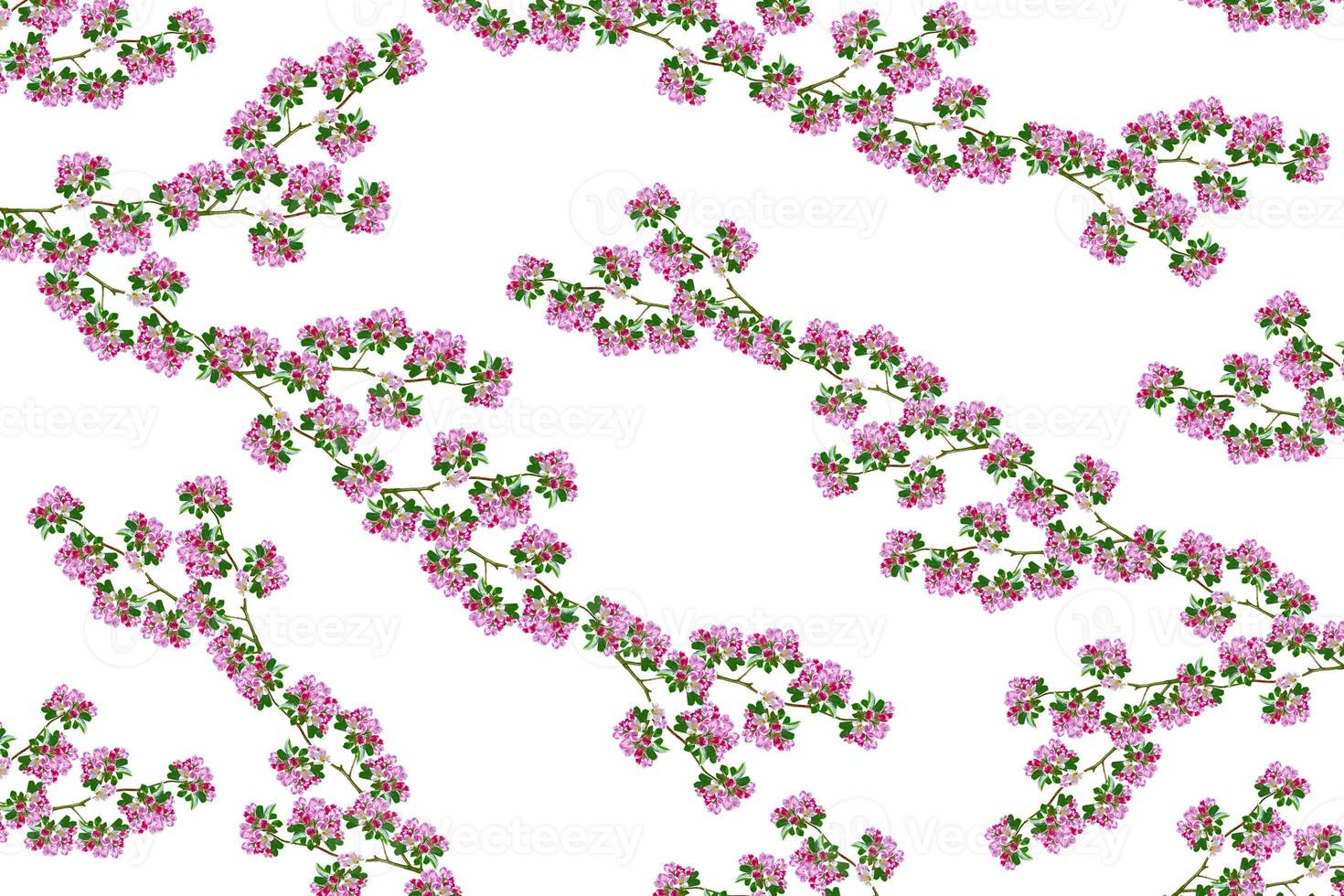 Flowering branch of apple isolated on a white background. Spring photo