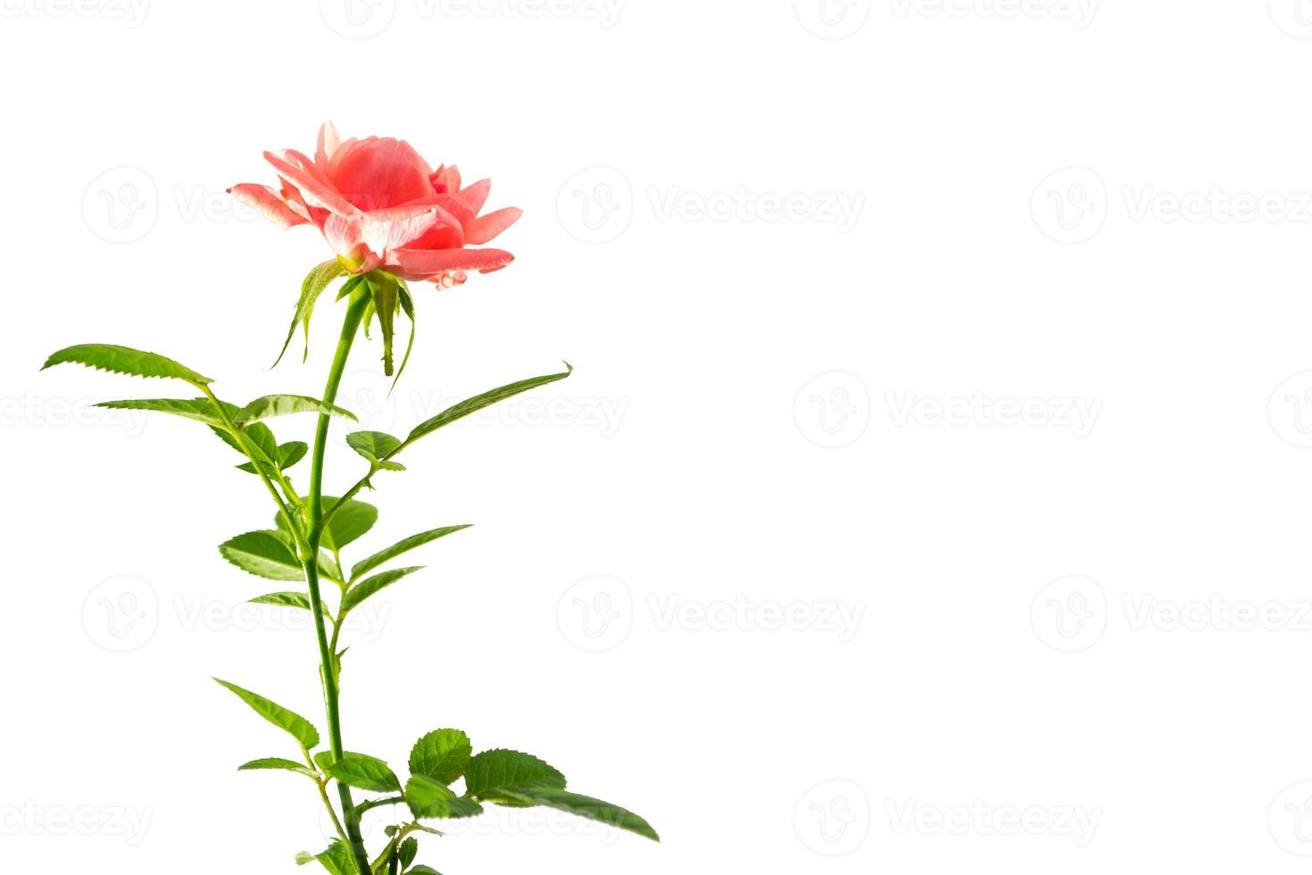 Flower bud roses on a white background photo