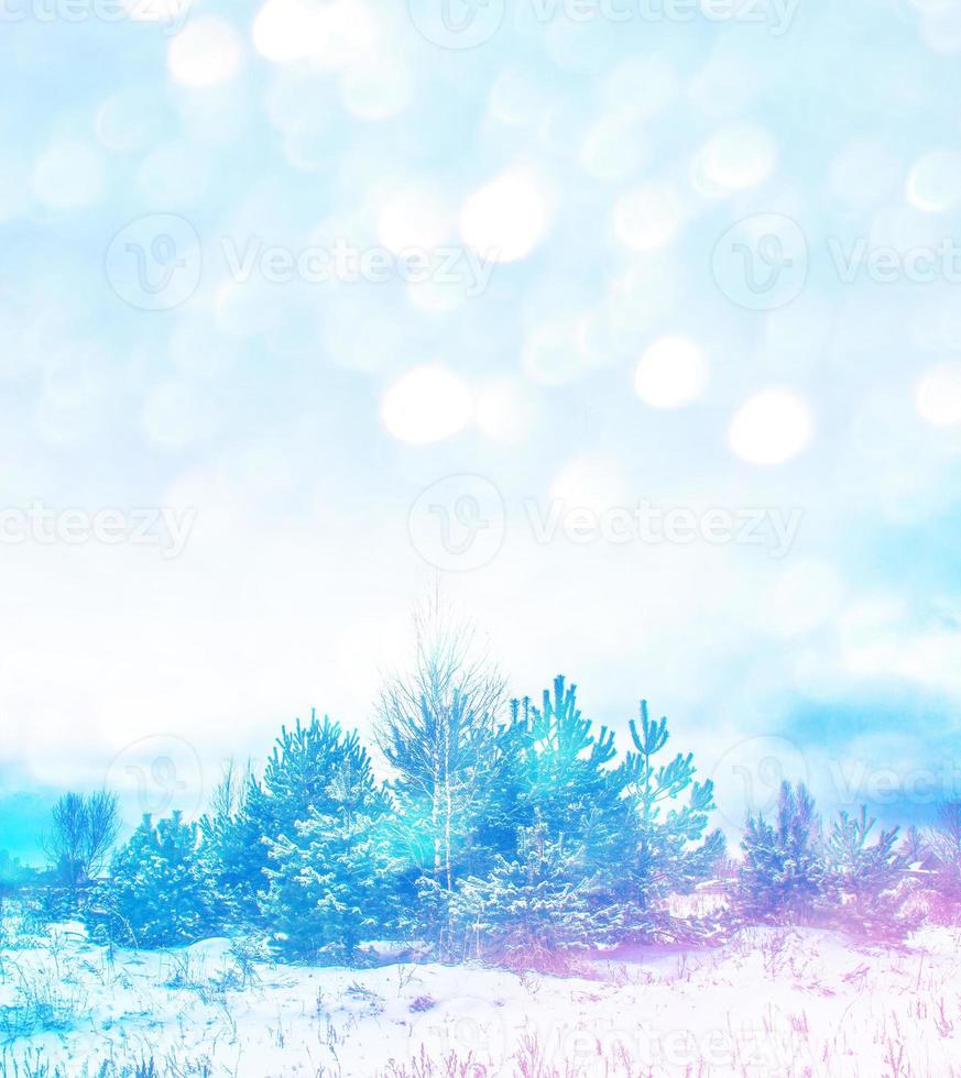 Frozen winter forest with snow covered trees. photo