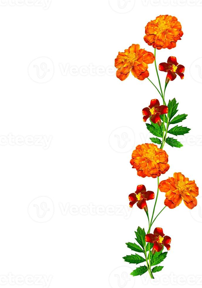 Marigold flowers isolated on white background photo