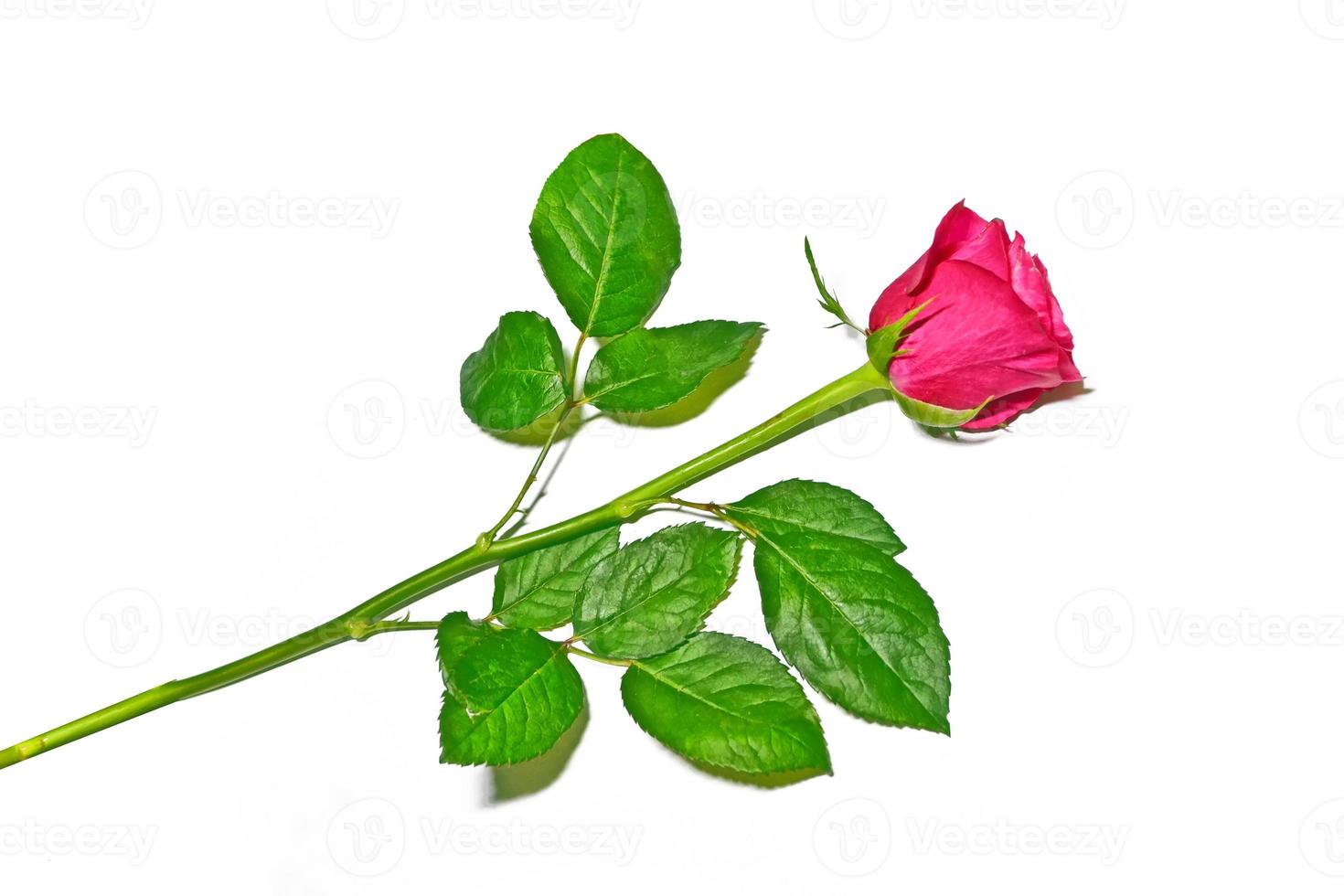 Flower bud roses on a white background photo