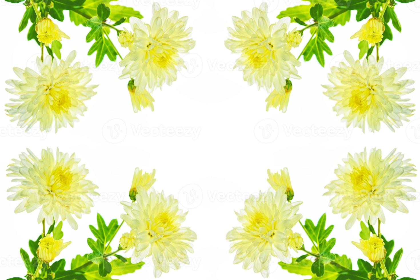 Colorful autumn flowers of chrysanthemum photo