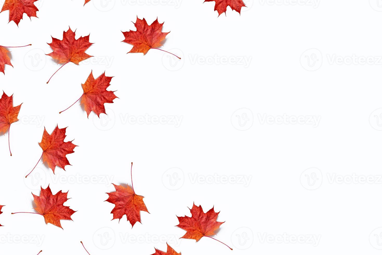 Bright colorful autumn leaves photo