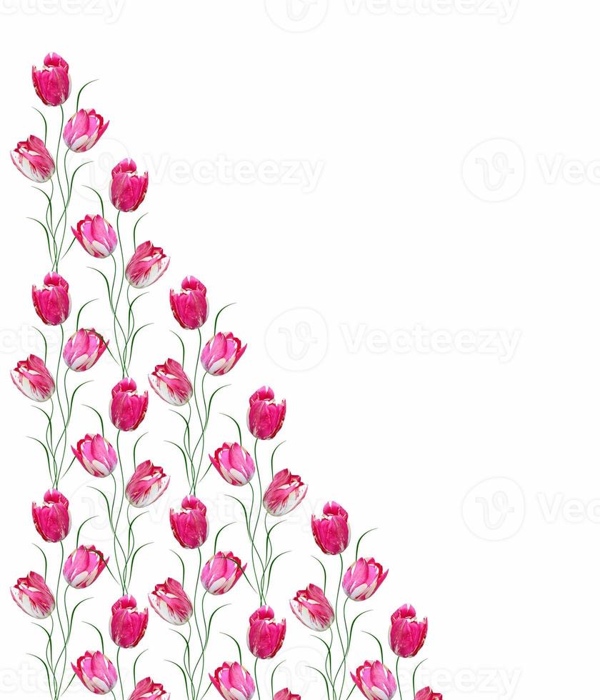 spring flowers tulips photo