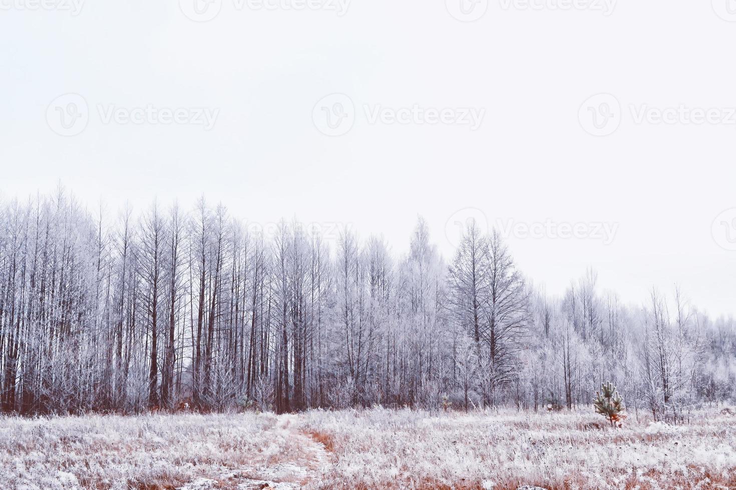 Frozen winter forest with snow covered trees. photo