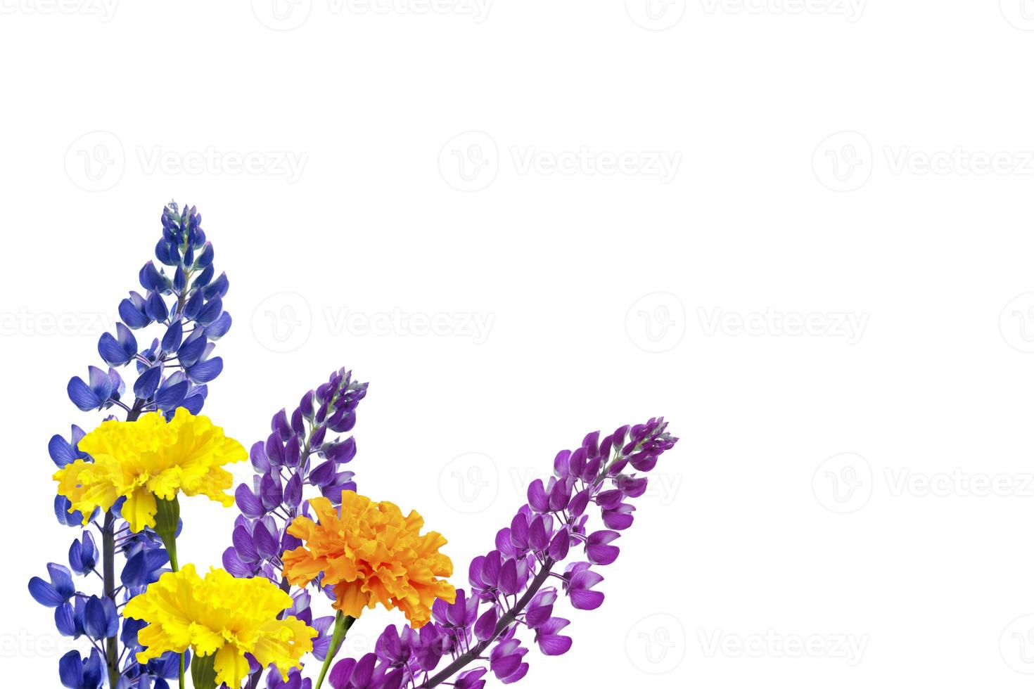 Blue lupines beautiful flowers on a white background photo