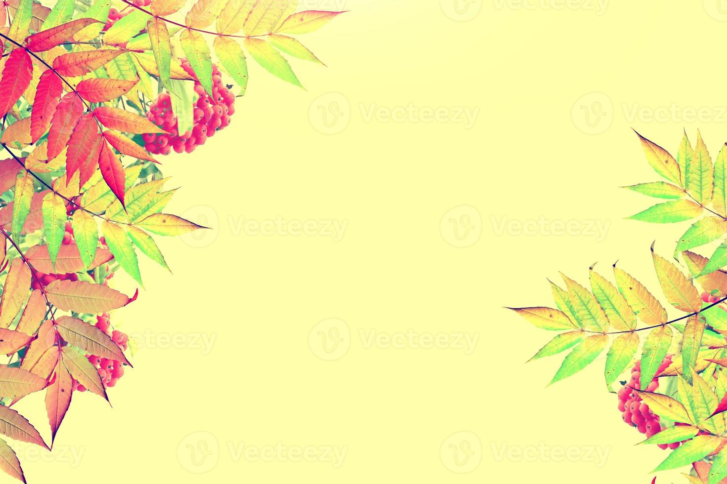 Colorful autumn foliage isolated on yellow background. Indian summer. photo