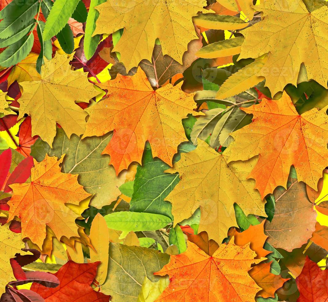 abstract background of autumn leaves photo