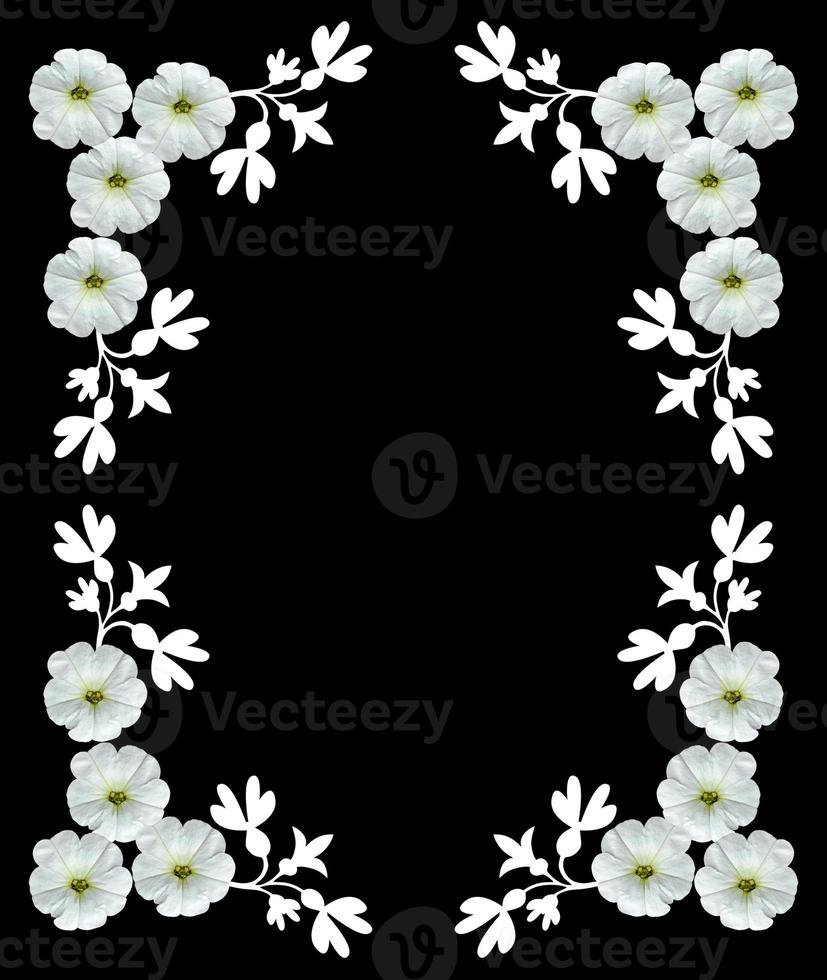 White flowers isolated on a black background. Frame. photo