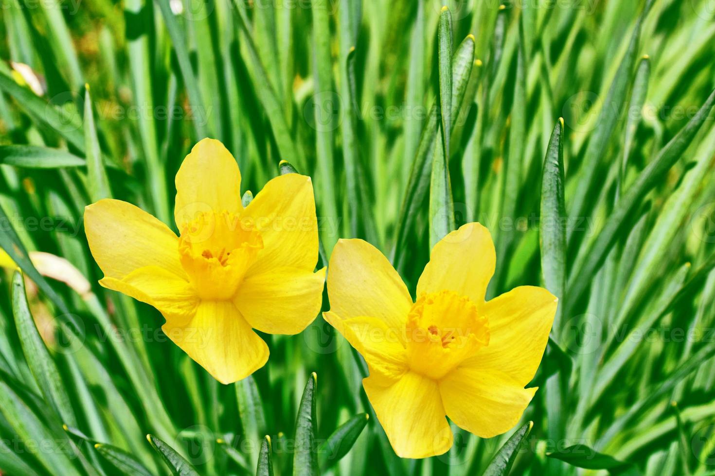 Bright and colorful flowers daffodils photo