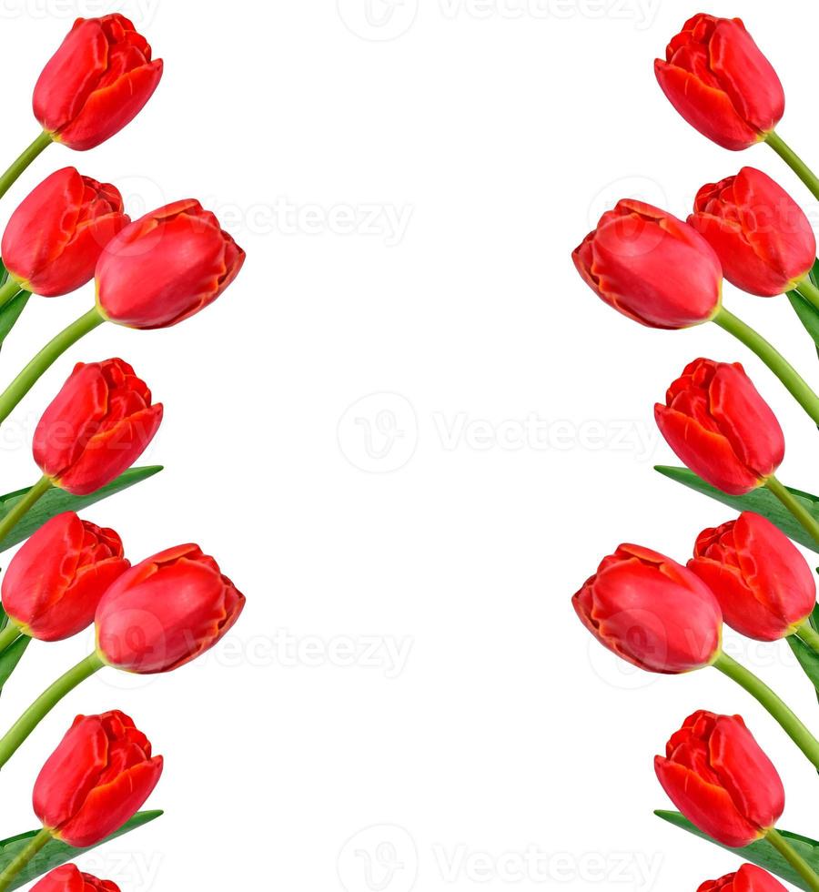 spring flowers tulips isolated on white background. photo
