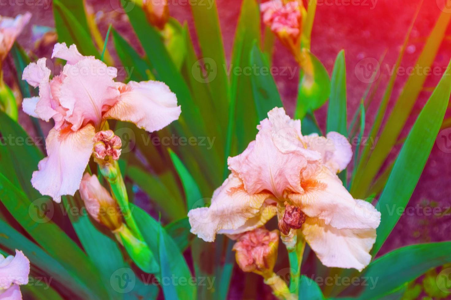 Bright colorful iris flowers photo